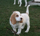 Beagle Welpe Carlson